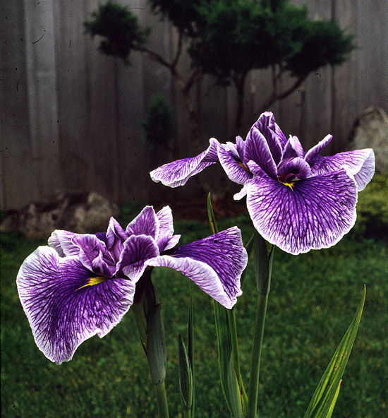 Giapponese palude spada GIGLIO AMETISTA-iris ensata 