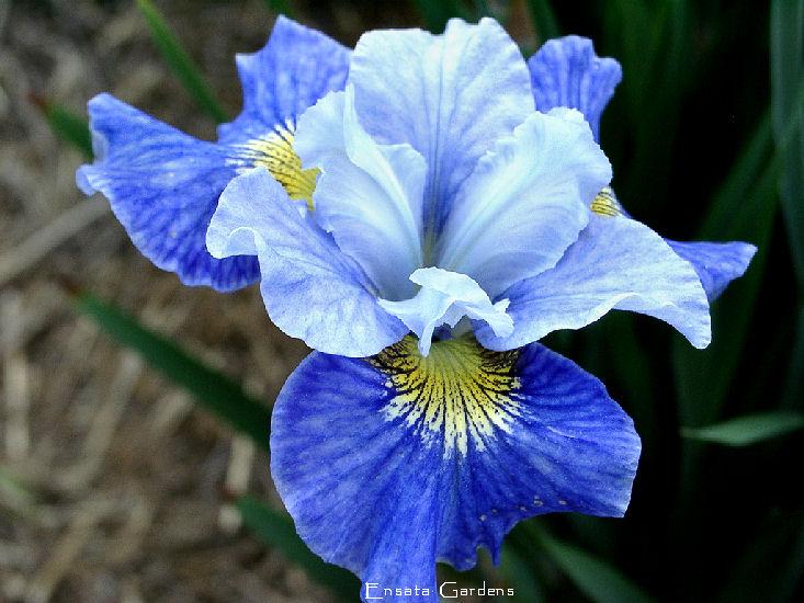 Siberian Iris A-K